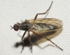 Empis sp. 3d3