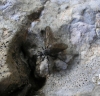 Empis sp. Empis sp.