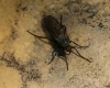 Empis sp. Linnaeus, 1758 Empis sp. Linnaeus, 1758