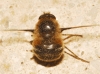 Fallenia fasciata (Fabricius, 1805)