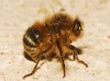 Fallenia fasciata (Fabricius, 1805)
