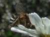 Fallenia fasciata (Fabricius, 1805)