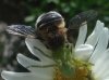 Fallenia fasciata (Fabricius, 1805)