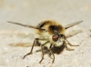 Fallenia fasciata (Fabricius, 1805)