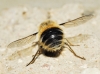 Fallenia fasciata (Fabricius, 1805)