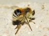 Fallenia fasciata (Fabricius, 1805)