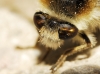 Fallenia fasciata (Fabricius, 1805)