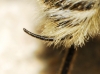 Fallenia fasciata (Fabricius, 1805)