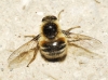 Fallenia fasciata (Fabricius, 1805)