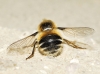 Fallenia fasciata (Fabricius, 1805)