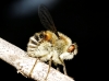 Fallenia fasciata (Fabricius, 1805)