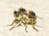 Fallenia fasciata (Fabricius, 1805)