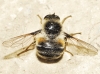 Fallenia fasciata (Fabricius, 1805)