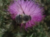 Fallenia fasciata (Fabricius, 1805)