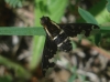 Hemipenthes maura (Linnaeus, 1758)