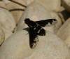 Hemipenthes maura (Linnaeus, 1758)