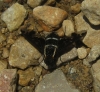 Hemipenthes maura (Linnaeus, 1758)