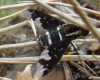 Hemipenthes maura (Linnaeus, 1758)