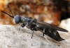 Hermetia illucens (Linnaeus, 1758)