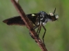 Holopogon chalcogaster (Dufour, 1850)