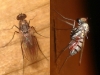 Medetera sp.