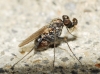Medetera sp. 2d3 Medetera sp. 2d3