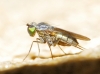 Medetera sp. Fischer von Waldheim, 1819 (gr. muralis)