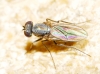 Medetera sp. Fischer von Waldheim, 1819 (gr. muralis)