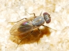 Medetera sp. Fischer von Waldheim, 1819 (gr. muralis)