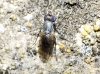 Medetera sp. Fischer von Waldheim, 1819