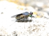 Medetera sp. Fischer von Waldheim, 1819