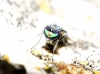 Medetera sp. Fischer von Waldheim, 1819