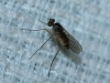 Neurigona biflexa Strobl, 1909 Neurigona biflexa Strobl, 1909