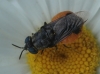Odontomyia flavissima (Rossi, 1790)