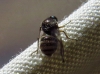Ogcodes zonatus ? 1d2 Ogcodes zonatus ? 1d2