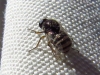 Ogcodes zonatus ? 2d2 Ogcodes zonatus ? 2d2