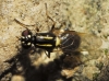 Oxycera 2d2 Oxycera 2d2