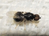 Pachygaster, a determinar Pachygaster, a determinar