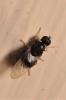 Pachygaster atra (Panzer, 1798)