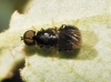 Pachygaster atra (Panzer, 1798)