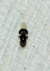 Pachygaster atra, a confirmar 1 de 2 Pachygaster atra, a confirmar 1 de 2