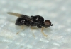 Pachygaster atra, a confirmar 2 de 2 Pachygaster atra, a confirmar 2 de 2