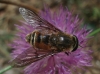 Pangonius (Pangonius) sp.