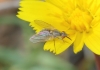 Phthiria sp.