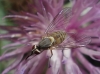 Phthiria sp.