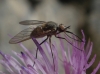 Phthiria sp.