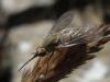 Phthiria sp.