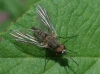 Phthiria sp.