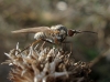 Phthiria sp.