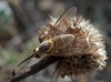Phthiria sp.
